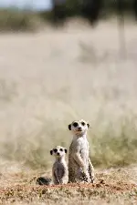미어캣의 모험 포스터 (The Meerkats poster)
