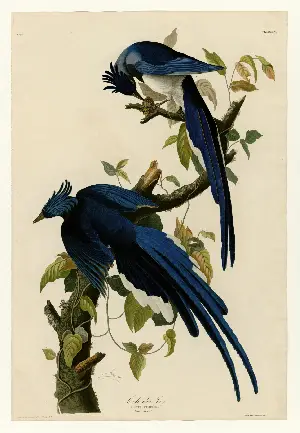 새를 사랑한 화가 포스터 (Birds of America poster)
