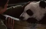 팬더의 집으로 가는 길 포스터 (Touch of the Panda poster)