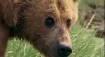 그리즐리 맨 포스터 (Grizzly Man poster)