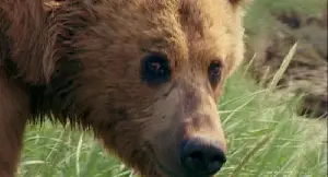 그리즐리 맨 포스터 (Grizzly Man poster)