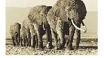 코끼리 포스터 (Elephant poster)