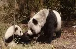 팬더의 집으로 가는 길 포스터 (Touch of the Panda poster)