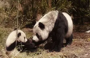 팬더의 집으로 가는 길 포스터 (Touch of the Panda poster)