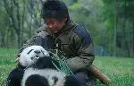 팬더의 집으로 가는 길 포스터 (Touch of the Panda poster)