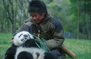 팬더의 집으로 가는 길 포스터 (Touch of the Panda poster)