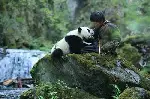 팬더의 집으로 가는 길 포스터 (Touch of the Panda poster)