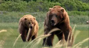 그리즐리 맨 포스터 (Grizzly Man poster)