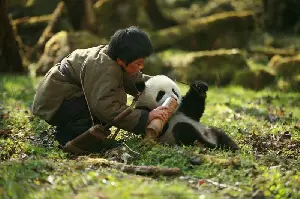 팬더의 집으로 가는 길 포스터 (Touch of the Panda poster)