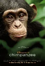 침팬지 포스터 (Chimpanzee poster)