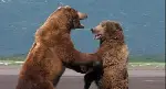 그리즐리 맨 포스터 (Grizzly Man poster)