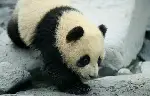 팬더의 집으로 가는 길 포스터 (Touch of the Panda poster)