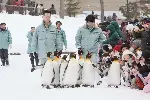 아사히야마 동물원 이야기 포스터 (Penguins In The Sky - Asahiyama Zoo poster)
