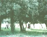 올리브나무사이로 포스터 (Through the Olive Trees poster)