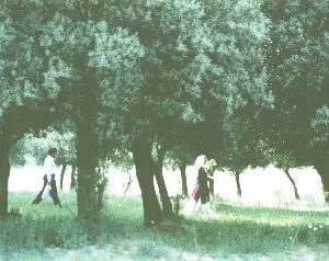 올리브나무사이로 포스터 (Through the Olive Trees poster)