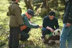 팬더의 집으로 가는 길 포스터 (Touch of the Panda poster)
