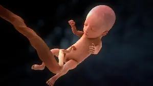 태아 3D 포스터 (Fetus poster)