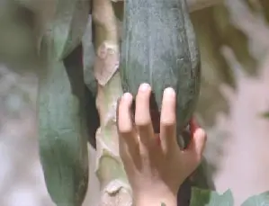 그린 파파야 향기 포스터 (The Smell Of The Green Papaya poster)