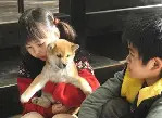 마리와 강아지 이야기  포스터 ( A Tale of Mari and Three Puppies poster)