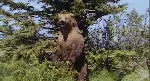 그리즐리 맨 포스터 (Grizzly Man poster)