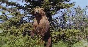 그리즐리 맨 포스터 (Grizzly Man poster)